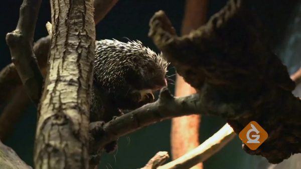 porcupine eating in a tree