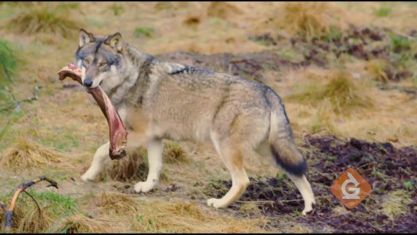 wolf hunts for food