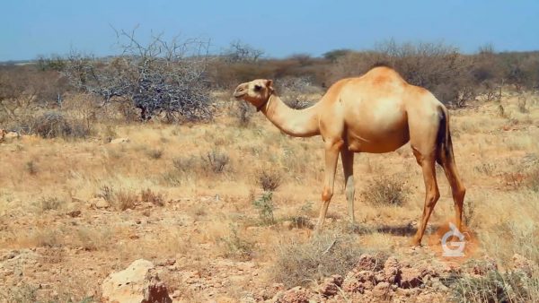 camel walks through the desert which has biodiversity underground