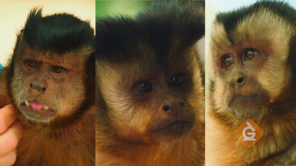 comparing the hair color and patterns of three monkeys