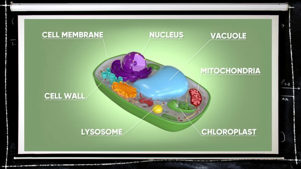 Plant & Animal Cell Video For Kids | 6th, 7th & 8th Grade Science