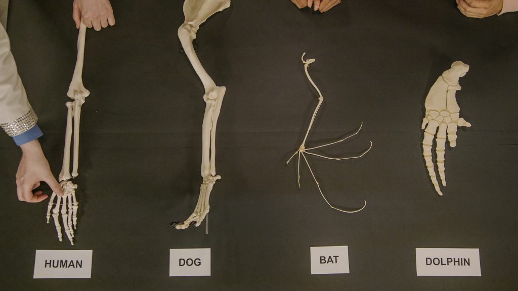 Anatomía Comparativa | Material de lectura | 6° a 8° grado