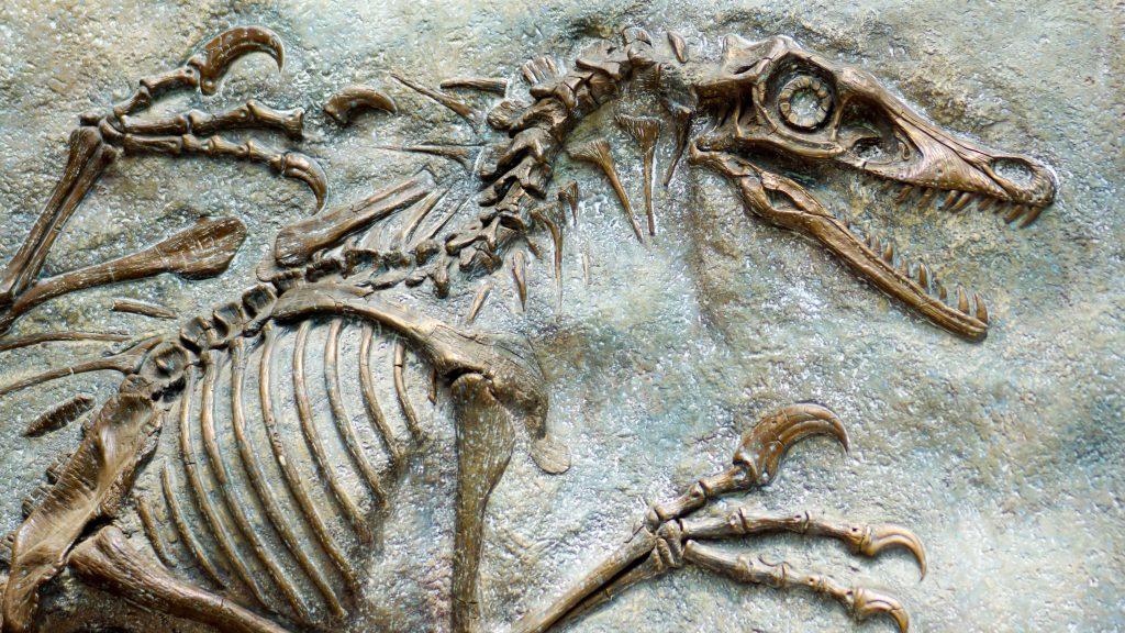 Lea sobre el registro fósil | Ciencias para 6° a 8° grado [imprimible]