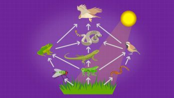 Competition in Ecosystems