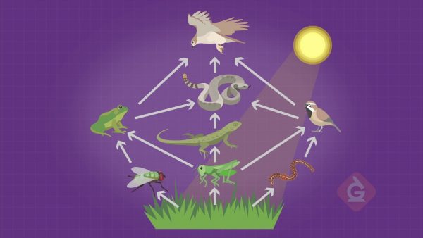 Food webs show the transfer of energy and matter within an ecosystem. 