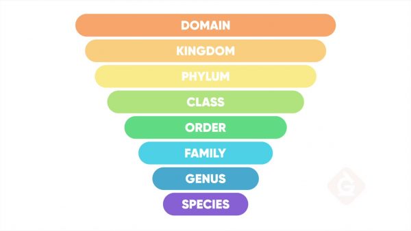 classification of groups