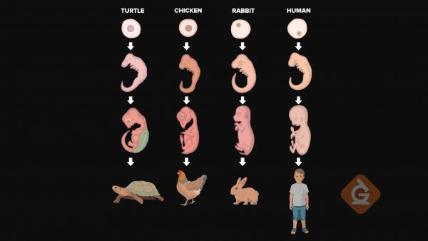 Desarrollo de embriones