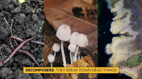 Decomposers Play an Important Role in an Ecosystem
