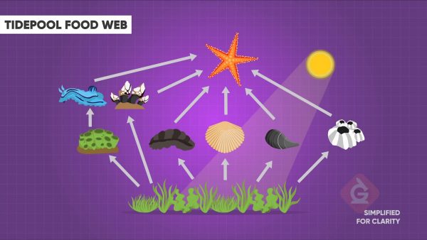 Food webs show the transfer of energy and matter within an ecosystem. 