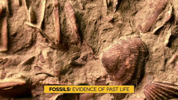 Los fósiles ayudan a determinar la historia de la Tierra
