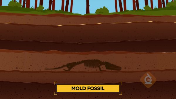 Formación de fósiles