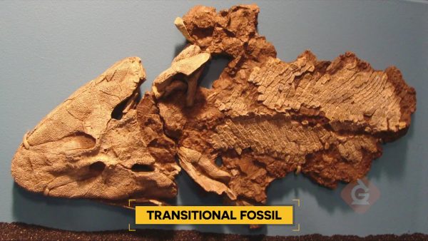 Transitional Fossils