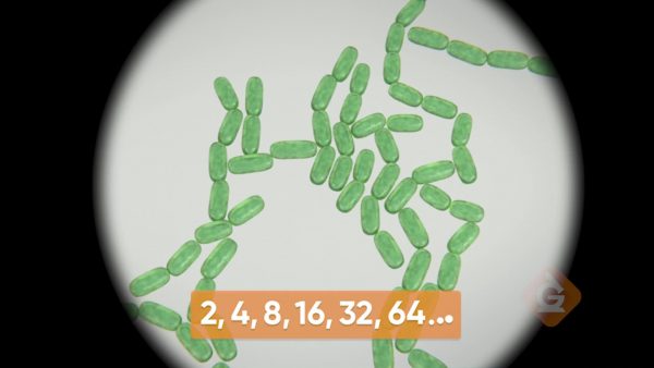 Bacteria<br /></noscript>
