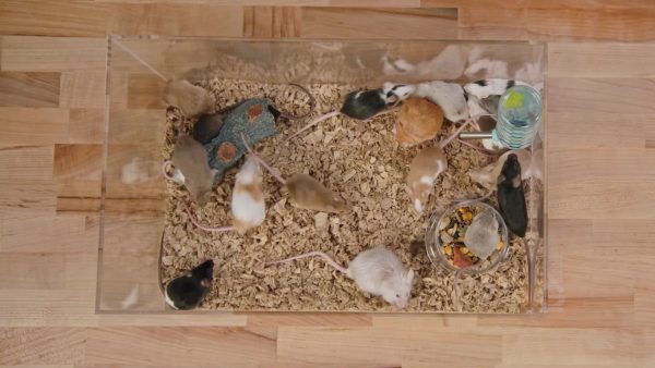 Find how many mice are left.