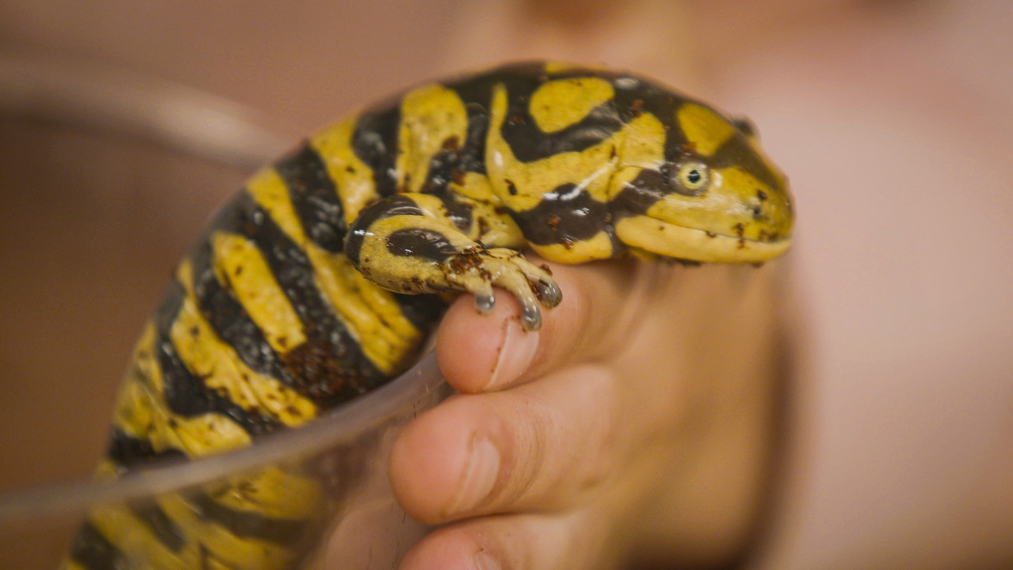 Video De Clasificación De Seres Vivos Para Niños Ciencias De 6 7 Y