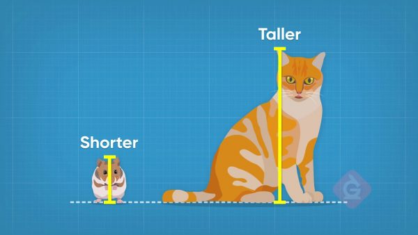 Which object is shorter or taller?