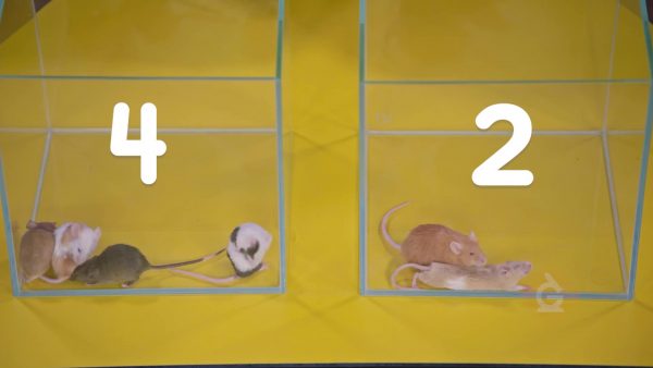 Compare how many mice you and your friends have.