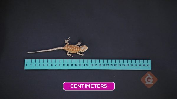Plot the length of geckos on a line plot.