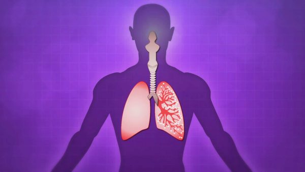 El sistema respiratorio recoge oxígeno y elimina el dióxido de carbono.