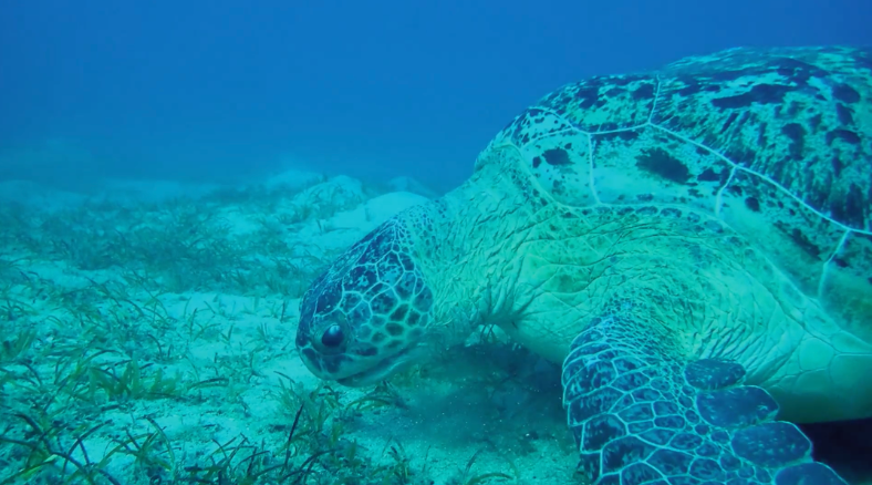 There are many resources for your K-5 classroom includes conservation and ecosystems science lessons and an Oil Spill Clean-up DIY Activity for Earth Day. 