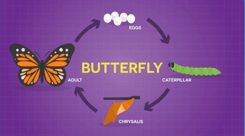 Read on to learn more about the butterfly life cycle science lessons & DIY activities for grades 3-5.