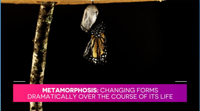 Learn more about metamorphosis from Butterfly life cycle science lessons and DIY activities for grades 3-5