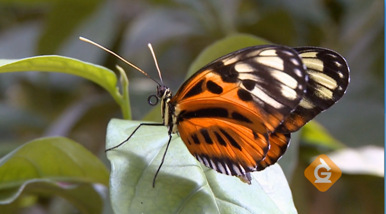 As curious questions about what happens inside a chrysalis and watch what makes them pay attention. Learn more on Butterfly Life Cycle Science Lessons & DIY Activities for Grades 3-5.
