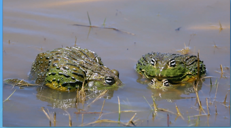 Only have 20 minutes? Check out these frog life cycle science lessons and DIY activities for grades K-5.