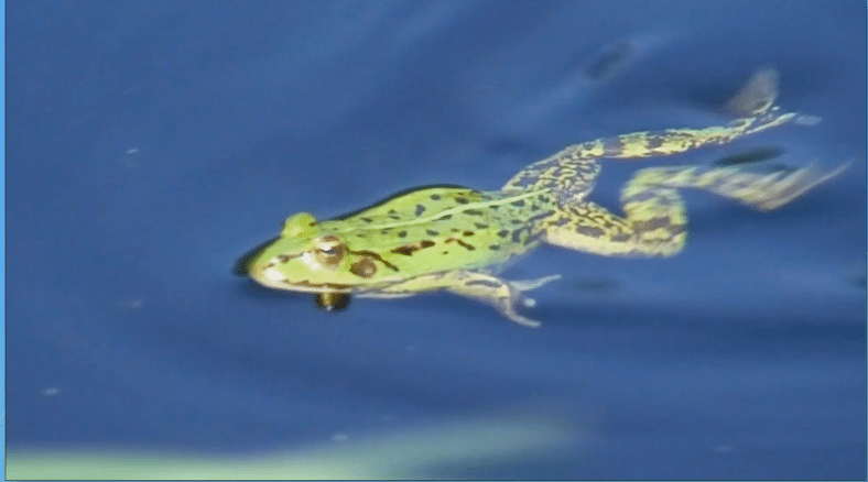 Check out these frog life cycle science DIY activities on metamorphosis resources for grades K-5