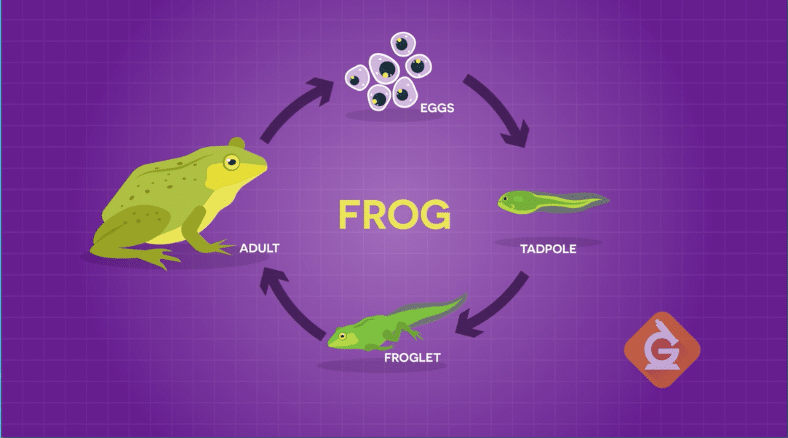 Learn more about the frog life cycle science for grades 3-5 