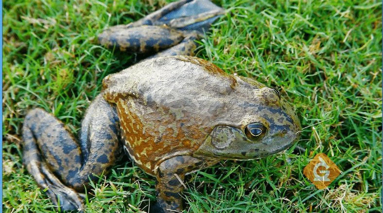 Jumpstart life cycle conversations with frog life cycle science lessons and metamorphosis, DIY activities for grades K-5
