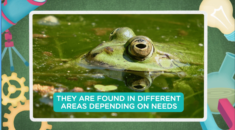 learn more about frogs and the biodiversity of animals in video for biodiversity of animals, in this frog life cycle science resource for grades K-2