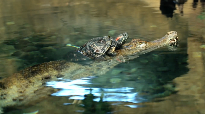 Jumpstart the conversation about turtles this world turtle day with science lessons and DIY activities for grades K-5.