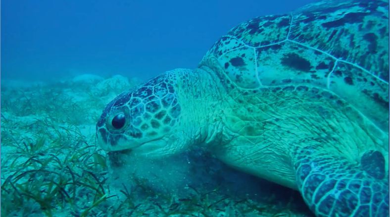 Check out these life cycle science, habitat, and conservation resources for World Turtle Day including science lessons and DIY activities for grades K-5.