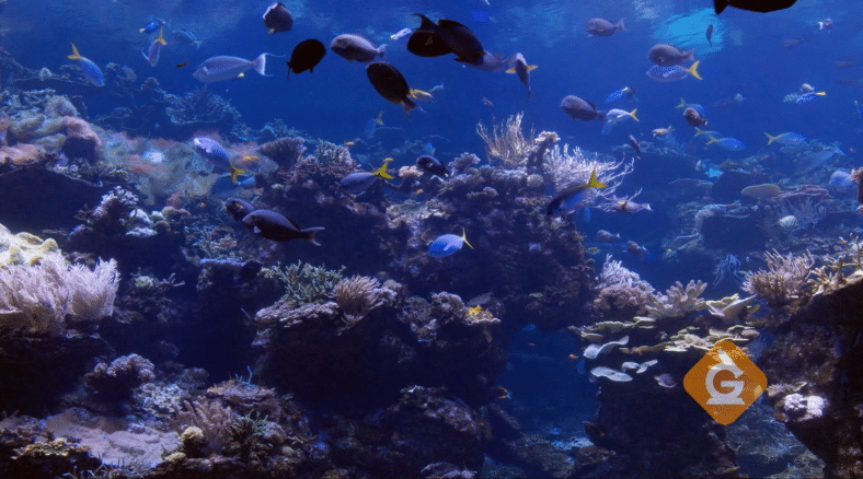 discover standards-aligned science lessons and activities that you can use for World Ocean's day (or any other day) for grades K-8.