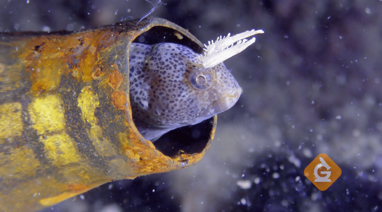 Learn more on these ocean science lessons and DIY activities for grades K-8 on World Ocean's Day.