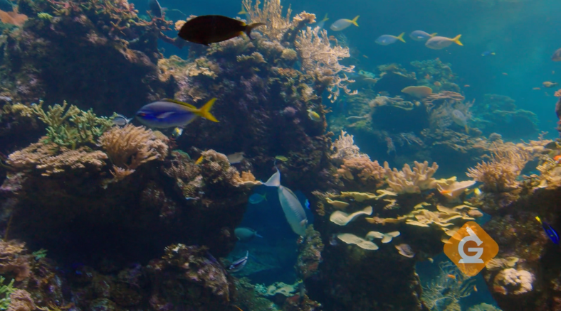 Boost classroom engagement with these fun Shark Week science lessons & DIY activities for grades K-8 on habitats, animal adaptions, food webs, and energy transfer concepts.