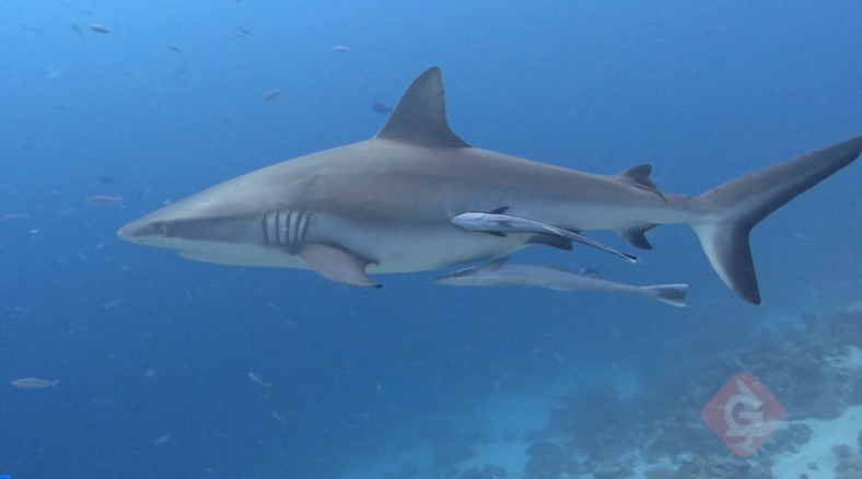 Looking for some fun ocean animal inspired learning? Check out these inspired Shark Week Lessons & DIY Activities for grades K-8 exploring habitats, food webs, and animal adaption concepts.
