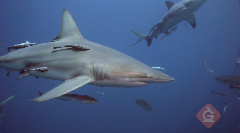 Shark Week Science Lessons & DIY Activities K-8