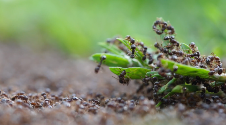 Get outside and explore nature with these fun and easy summer camp science activities (and lessons) great for 3-5 learners. Whether you're teaching summer camp, summer school, or homeschool, there's something for everyone.