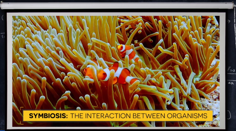 Learn more about symbiosis with these summer camp science activities and lessons great for grades 6-8.
