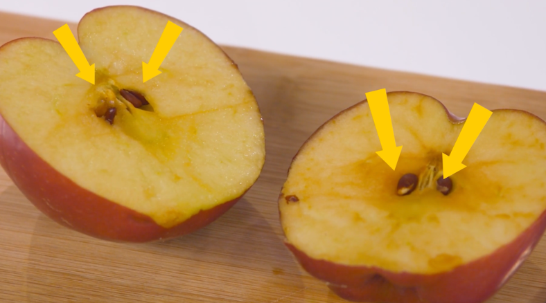 Check out these standards-aligned apple season science lessons, resources, & activities for grades K-5 featuring plant life cycle, food science, and seed dispersal. 