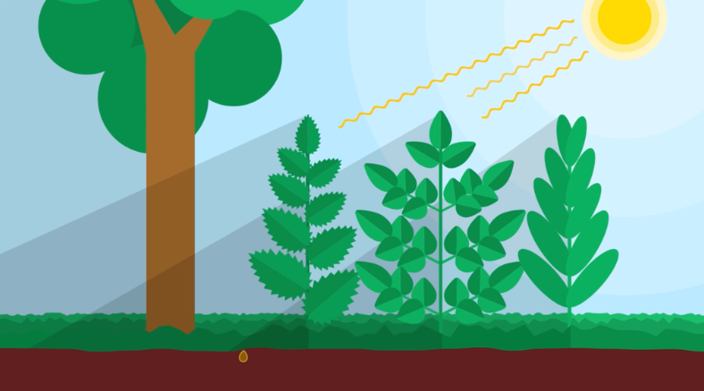 Learn more about the parts of a plant and the pollination and seed dispersal process in Generation Genius apple season inspired science lessons & activities for grades K-5. 