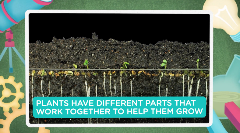 Learn more about the why behind the plant life cycle with these apple season science lessons & activities for grades 3-5. 