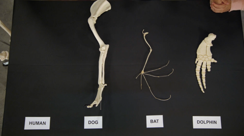 Learn more about bat science lessons, resources, and activities exploring adaption, habitat, and ecosystems for grades K-8.