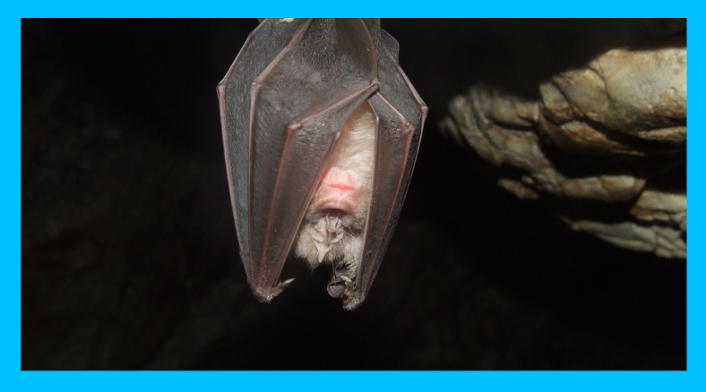What do bats do at night? Learn more about bats with bat week science lessons & activities exploring habitats, adaptions, and ecosystems for K-8 learners.