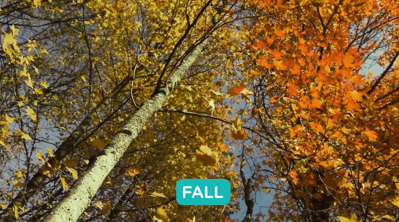Learn more about why leaves change colors and more in fall science lessons & DIY activities for grades K-5.