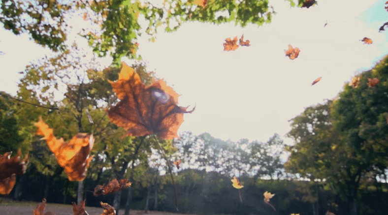 Learn more about fall science lessons, resources, and DIY activities for your K-5 learners!