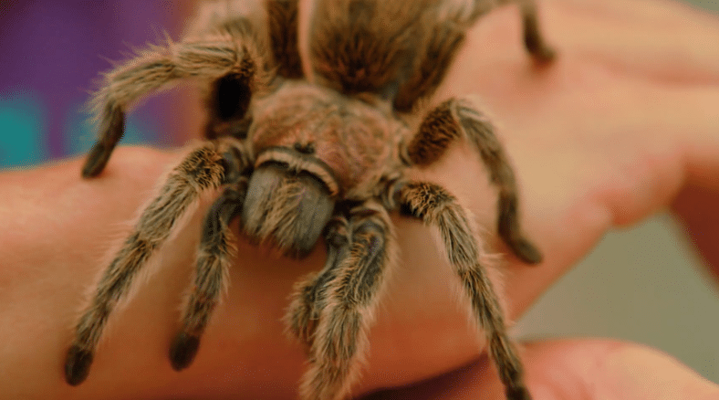 Is a spider an insect or animal? Read on to learn more about this and more with World Animal day science lessons & activities for K-8. 