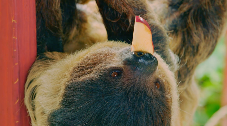 What kind of habitat do sloths live in? Learn more about sloths (and more) in the World Animal Day science lessons & activities for grades K-8. 